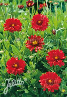 Gaillardia aristata 'Burgunder'